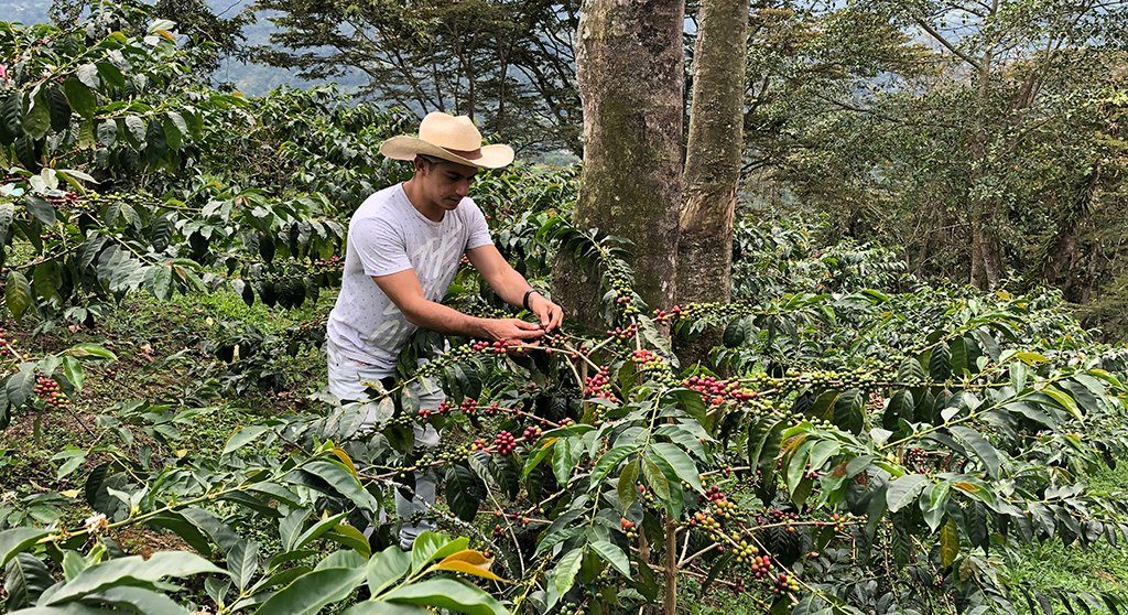 Coffee Region