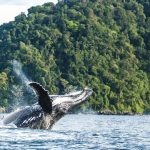 Foto de una ballena jorobada en temporada de apareamiento en Colombia