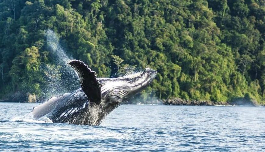 Photo of a humpback whale in Colombia