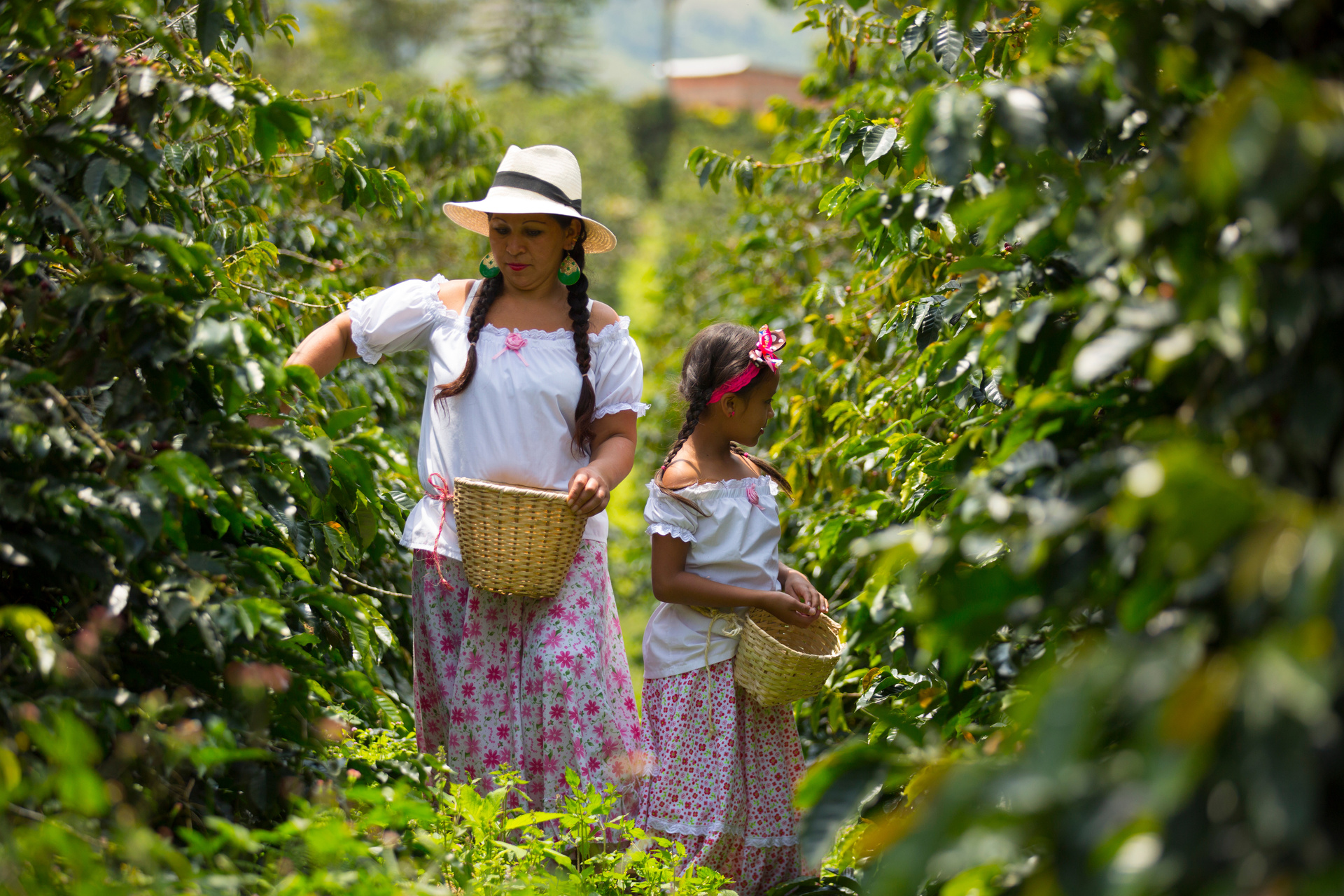 Coffee Farm and Salento Walking Tour with Lunch