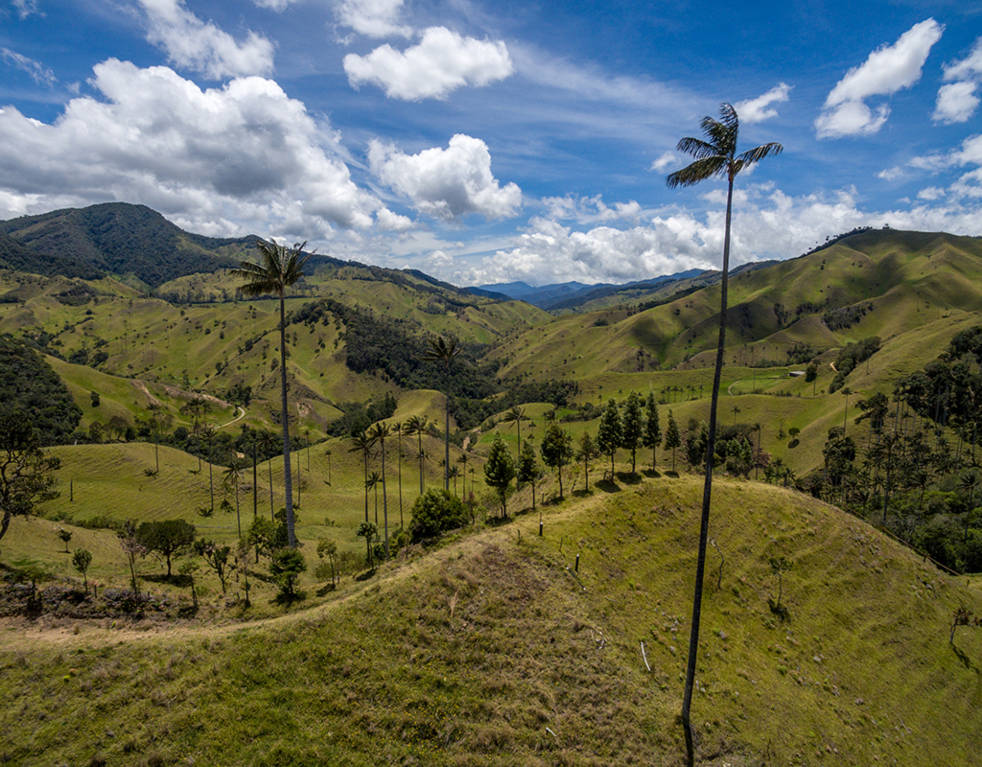 Cocora Valley and Salento Hike Tour
