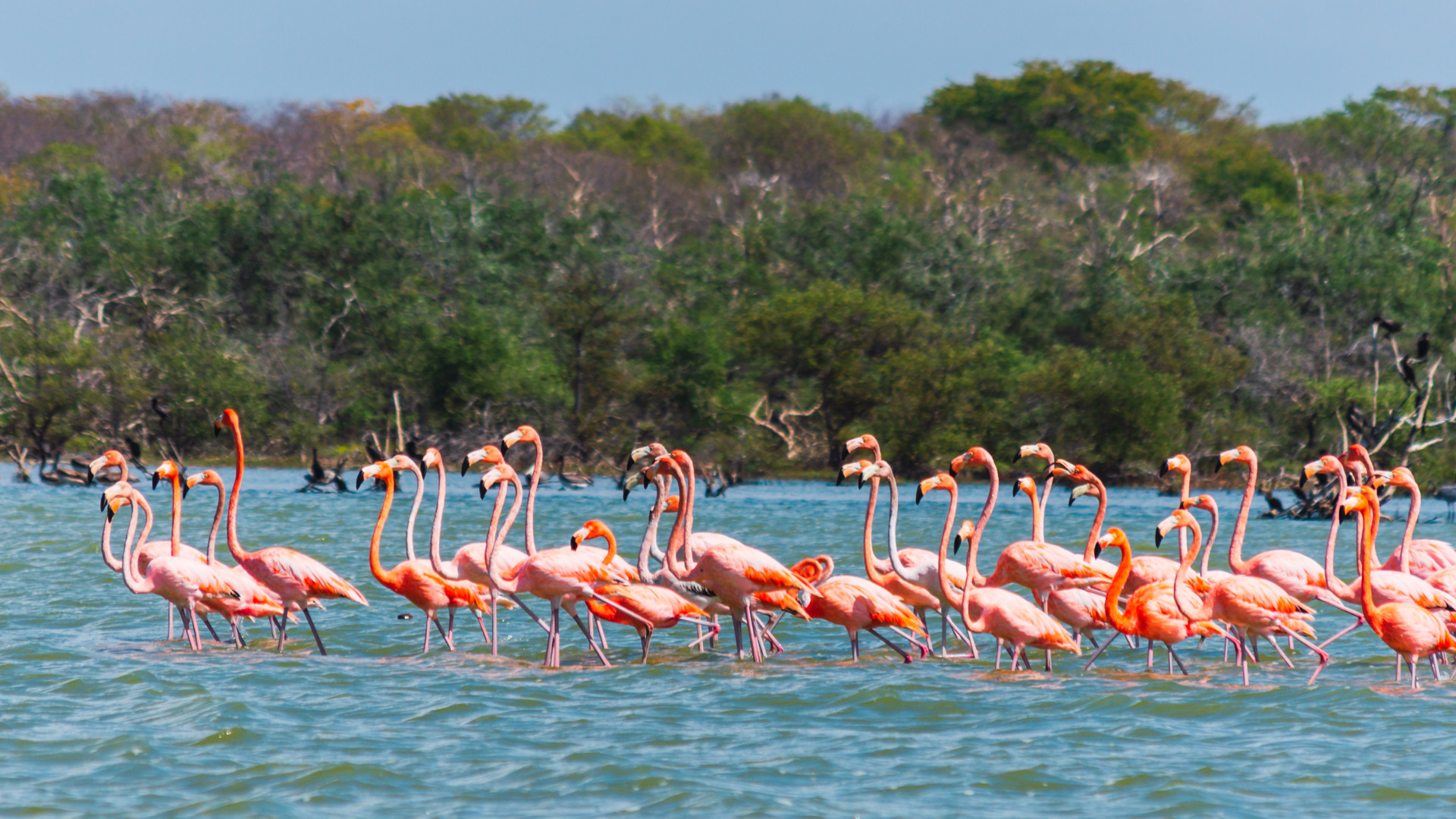 Sanctuary of Flamingos Tour