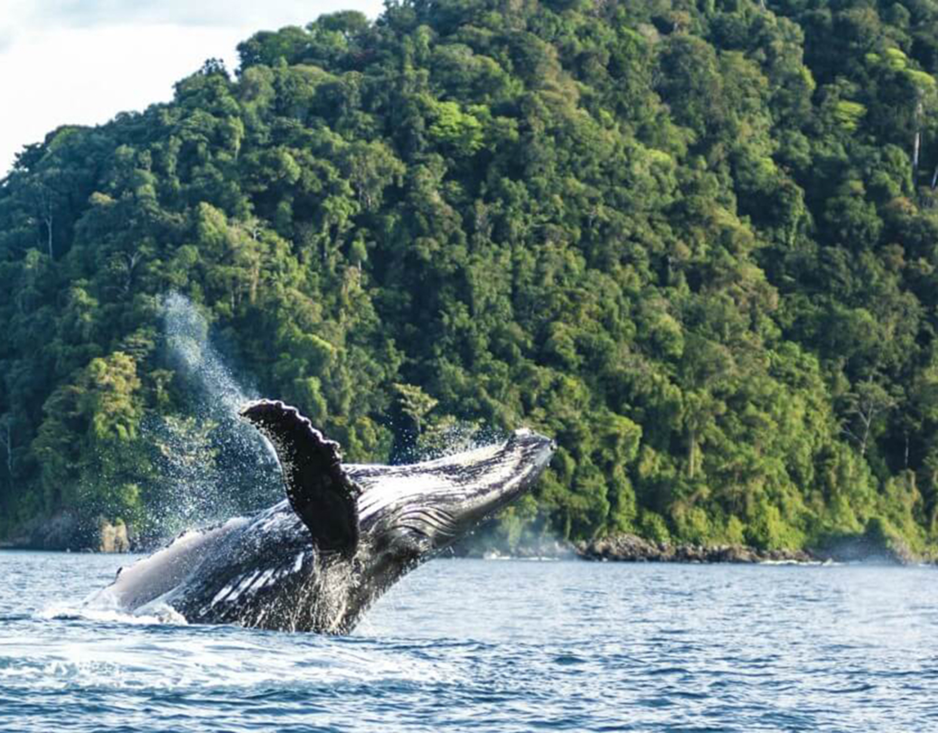 Avistamiento de Ballenas en el Pacífico Colombiano