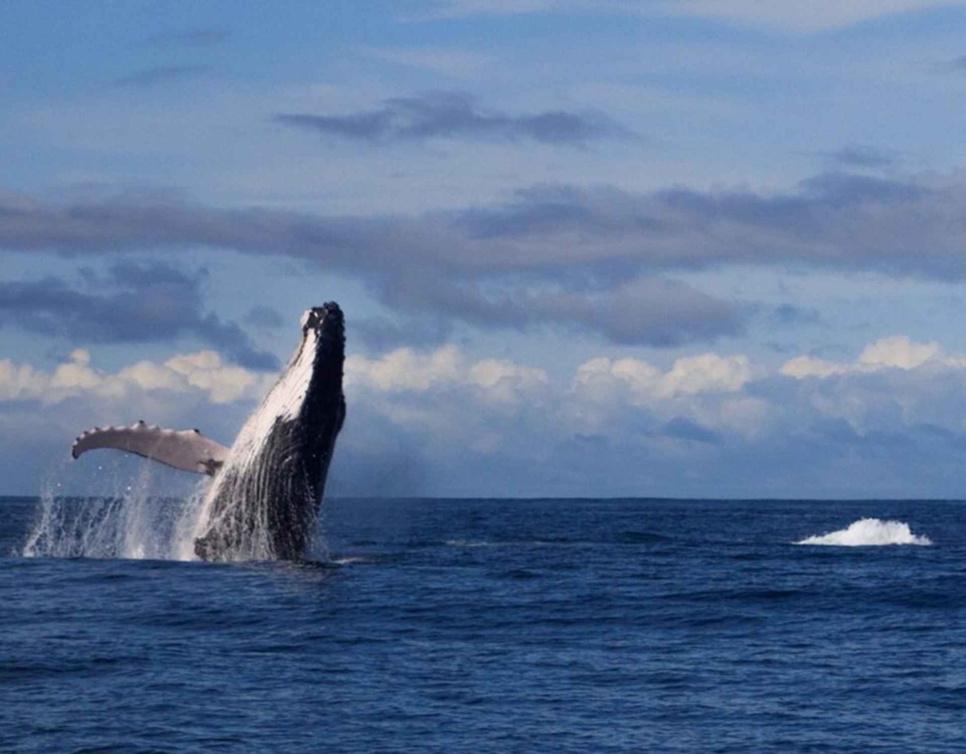 Whale Watching in the Pacific Coast