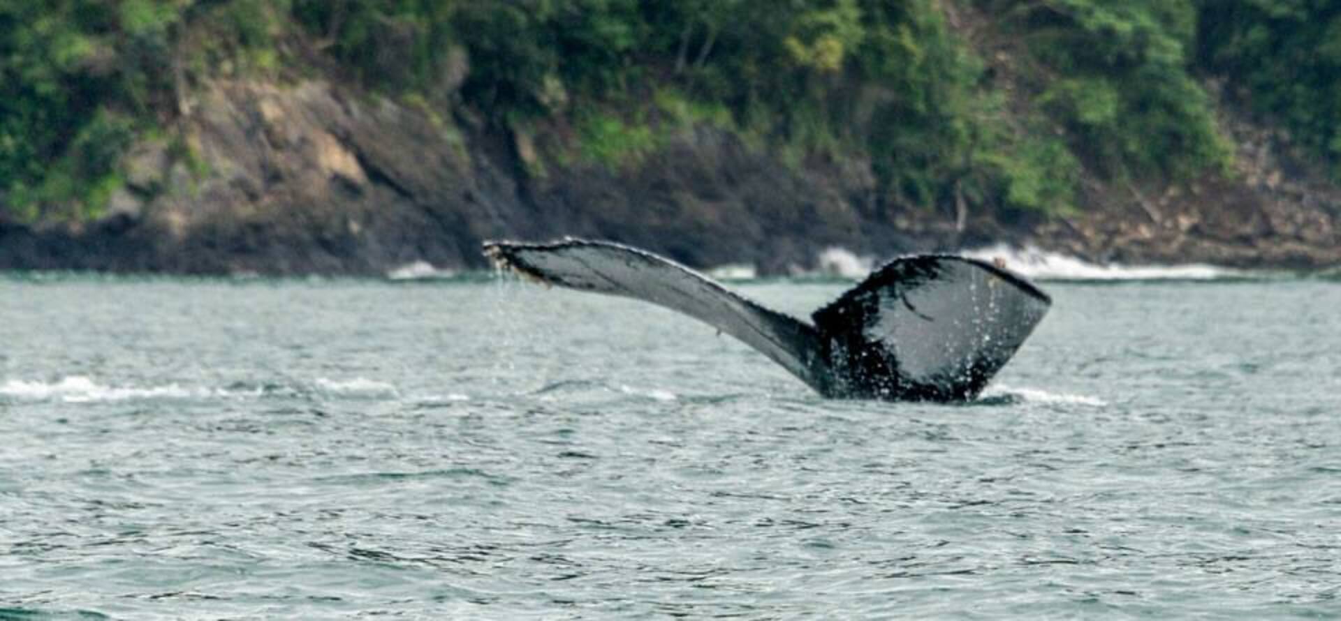 Avistamiento de Ballenas en el Pacífico Colombiano
